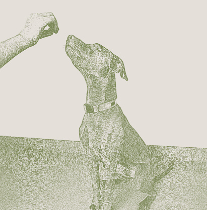Chocolate Labrador Retriever, Vizsla Mixed-Breed dog in obedience training