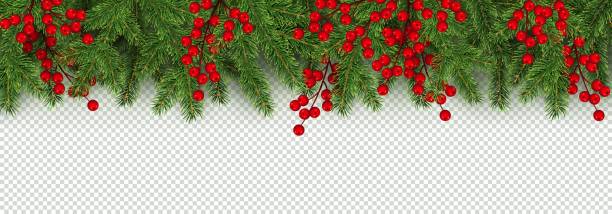 Christmas and New Year border of realistic branches of Christmas tree and holly berries Christmas and New Year border of realistic branches of Christmas tree and holly berries Element for festive design isolated on transparent background Vector illustration evergreen plant stock illustrations