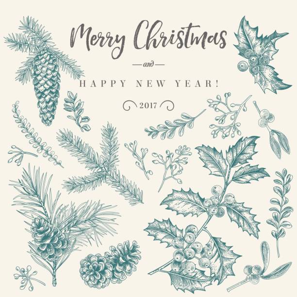 Christmas card with traditional plants. Vector set with Christmas plants. Botanical illustration. Branch of holly, spruce, pine, boxwood, spruce and pine cones. Design elements isolated on white background. Engraving style. Black and white. winter drawings stock illustrations