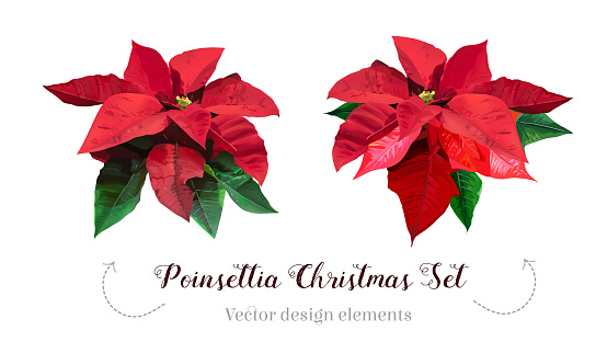 Christmas red poinsettia vector design set
