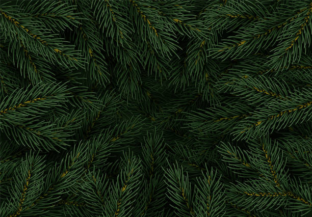 Christmas tree branches. Festive Xmas border of green branch of pine. Pattern pine branches, spruce branch. Realistic design decoration elements. Vector illustration Christmas tree branches. Festive Xmas border of green branch of pine. Pattern pine branches, spruce branch. Realistic design decoration elements. Vector illustration evergreen plant stock illustrations
