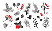 Christmas vector plants, holly berry, christmas tree, pine, leaves branches, holiday decoration, winter symbols. Red and black colors. Vintage nature illustration