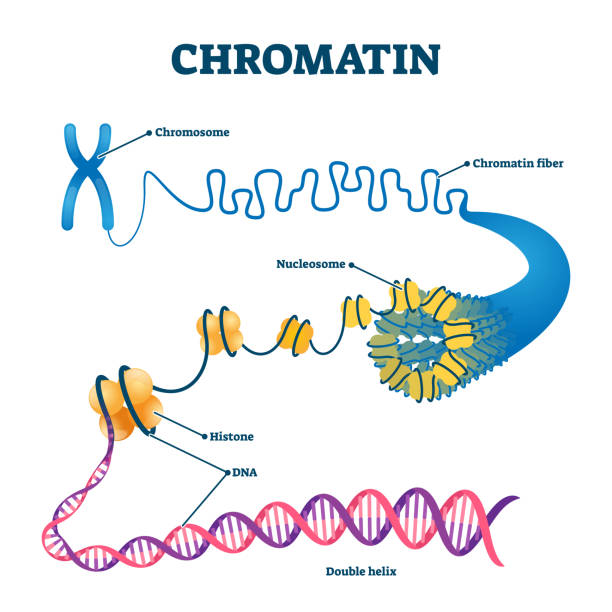 Chromation biological diagram vector illustration Chromation biological diagram vector illustration. Close-up with nucleosome, histone and DNA double helix. Science educational information. Chromosome structure elements graphic example model. chromosome stock illustrations
