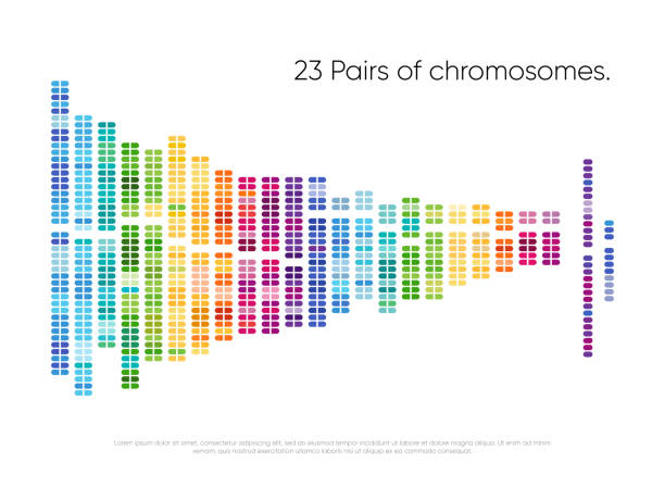 Chromosomes pairs. Structure of DNA genome set Chromosomes pairs. Structure of DNA genome sequence map. 23 human pairs of chromosomes vector illustration. Biochemistry and biotechnology industry. Genetic sequencing abstract data visualization chromosome stock illustrations