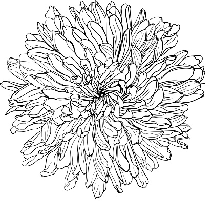 chrysanthemum illustration in graphic