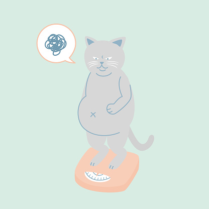 Chubby body cat vector illustration