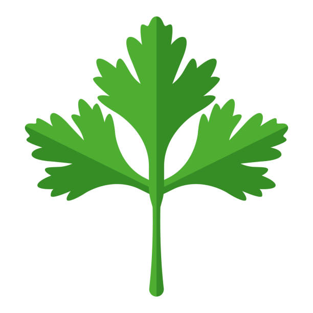 Cilantro Icon on Transparent Background A flat design icon on a transparent background (can be placed onto any colored background). File is built in the CMYK color space for optimal printing. Color swatches are global so it’s easy to change colors across the document. No transparencies, blends or gradients used. cilantro stock illustrations