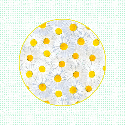 Circle Background  with Close-up Chamomile Daisy Flower Pattern. Design Element for Easter Greeting Cards, Bridal Shower and Wedding Cards.