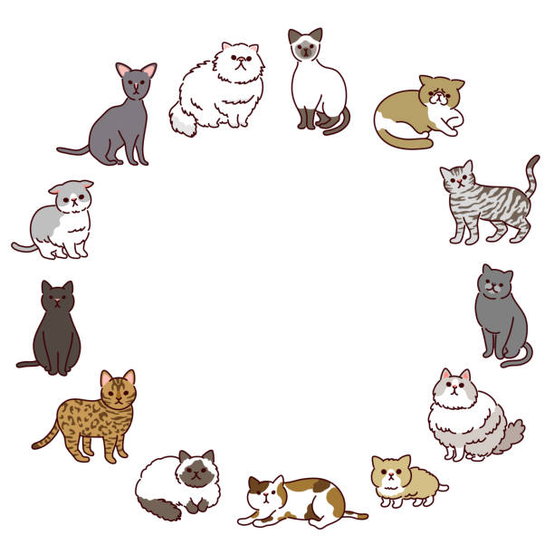 ilustraciones, imágenes clip art, dibujos animados e iconos de stock de marco de ilustración circular de varios tipos de gatos lindos - bengals