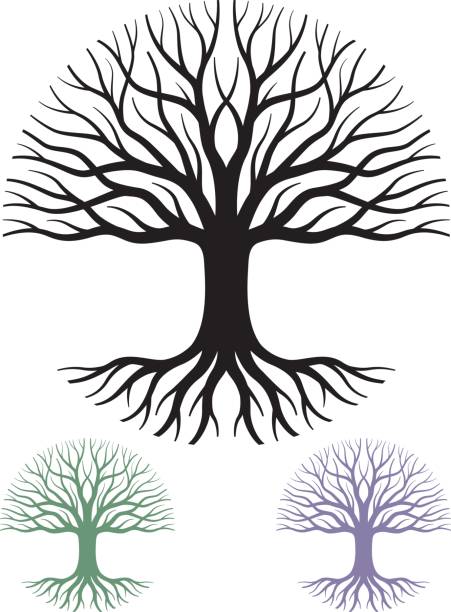 Circular tree  vector illustration A simple graphic tree with roots, which fits within a circle. One single shape with a choice of colour variants. family tree stock illustrations