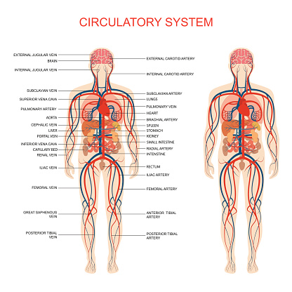 circulatory system,