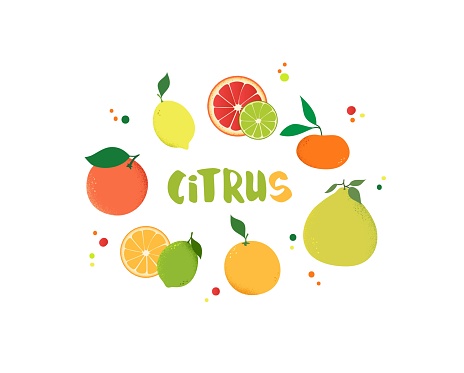 Citrus Fruits Isolated on White Background.