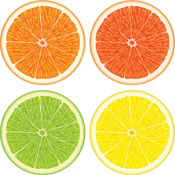 Citrus slices vector art illustration