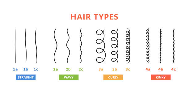 Classification of hair types - straight, wavy, curly, kinky. Scheme of different types of hair. Curly girl method. Vector illustration on white background Classification of hair types - straight, wavy, curly, kinky. Scheme of different types of hair. Curly girl method. Vector illustration on white background. 3C hair stock illustrations