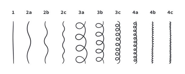 Classification of hair types - straight, wavy, curly, kinky. Scheme of different types of hair. Curly girl method. Vector illustration on white background Classification of hair types - straight, wavy, curly, kinky. Scheme of different types of hair. Curly girl method. Vector illustration on white background. 2c hair stock illustrations