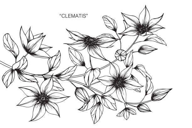 Clematis flower drawing. Hand drawing and sketch Clematis flower. Black and white with line art illustration. clematis stock illustrations