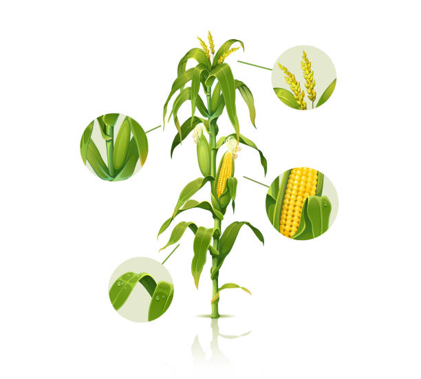 Clip art illustration of corn stalk Clip art illustration of corn stalk, detailed vector of fresh ripe corn plant corn stock illustrations