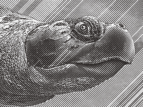 Close up Engraving of a Loggerhead Sea Turtle head