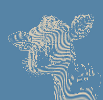 Stipple illustration Close up of happy smiling cow
