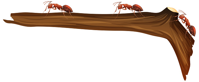 Close up of many red ants walking on a branch on white background