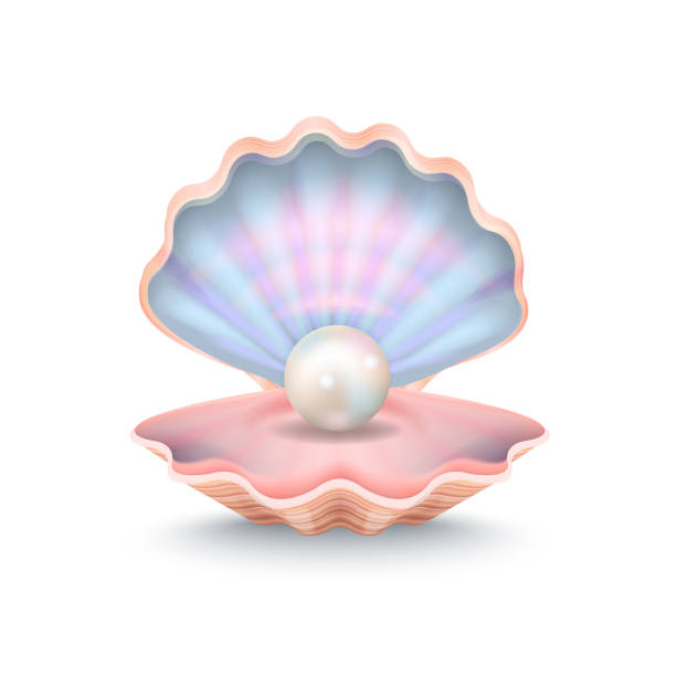Open Seashell With Pearl Illustrations, Royalty-Free Vector Graphics ...
