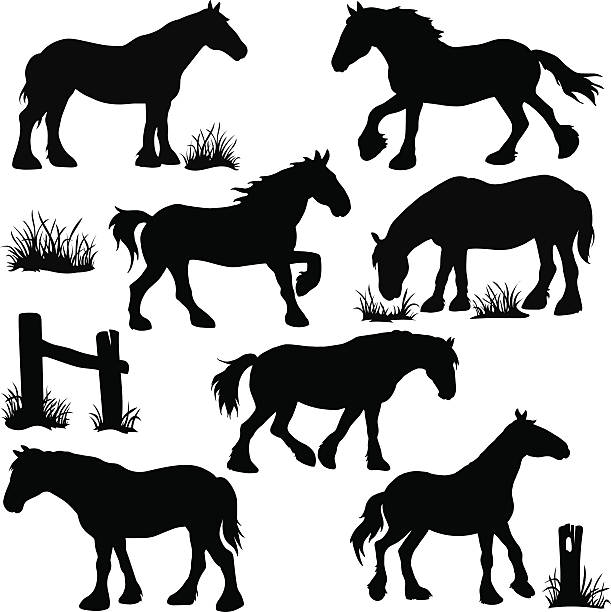 Clydesdale Horse Silhouettes Clydesdale Horse Silhouettes shire horse stock illustrations