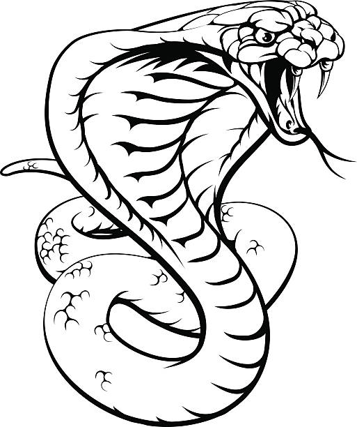 Cobra Snake An illustration of a king cobra snake in black and white cobra stock illustrations