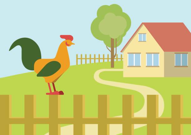 Cock rooster on the farm fence flat design cartoon vector animals...