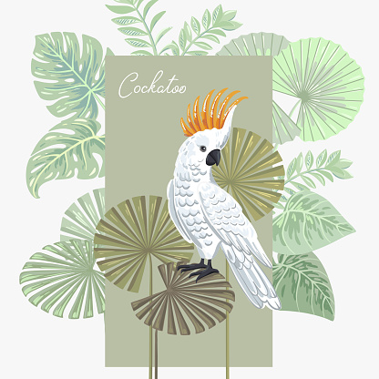 Cockatoo on the leaves of tropical plants. Vector illustration