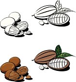 color and black and white illustration of a raw cocoa nuts and a shea nut