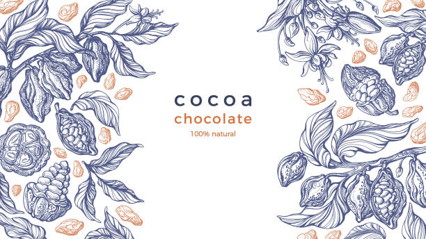 Cocoa frame. Vector background Art hand drawn card Cocoa frame. Vector nature graphic background. Art hand drawn botanical tree, bean, tropical fruit, foliage. Organic sweet food, aroma drink, natural chocolate. Vintage pattern chocolate designs stock illustrations
