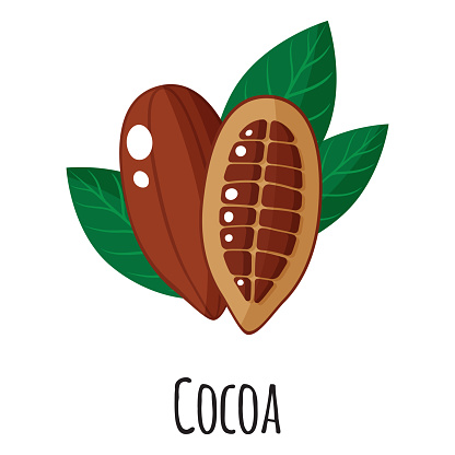 Cocoa superfood fruit for template farmer market design, label and packing. Natural energy protein organic food.