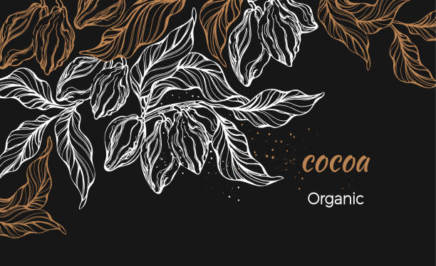 Cocoa. Vector design. Tropical template Cocoa. Vector nature art line, organic design. Tropical template on black background. Natural chocolate, aroma drink. Fresh harvest. Hand drawn vintage illustration chocolate designs stock illustrations