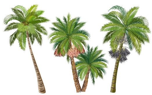 Coconut, date and acai palm trees, set of realistic vector illustrations.