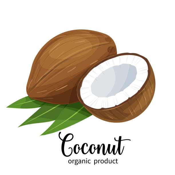 coconut in cartoon style Vector coconut in cartoon style for brochures, banner and label cosmetic product for hair and body care coconut stock illustrations