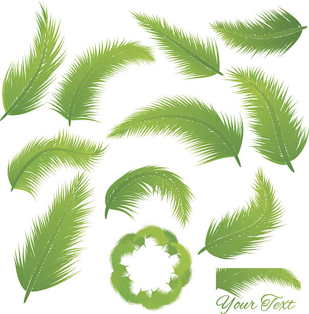 Coconut Leaf vector art illustration