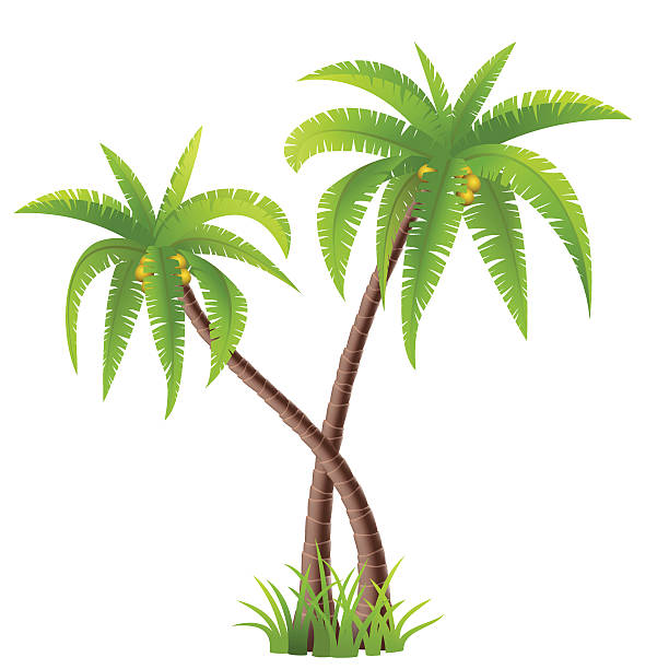 Two Palm Trees Illustrations, Royalty-Free Vector Graphics & Clip Art ...