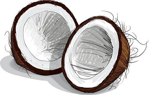 Coconut Sketch