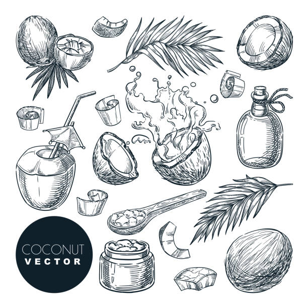 Coconut sketch vector illustration. Broken coco nuts with milk splashes and palm leaves. Hand drawn design elements Coconut sketch vector illustration. Broken coco nuts with milk splashes, butter, oil and palm leaves. Hand drawn isolated design elements. Food vegetarian organic products. splashing illustrations stock illustrations