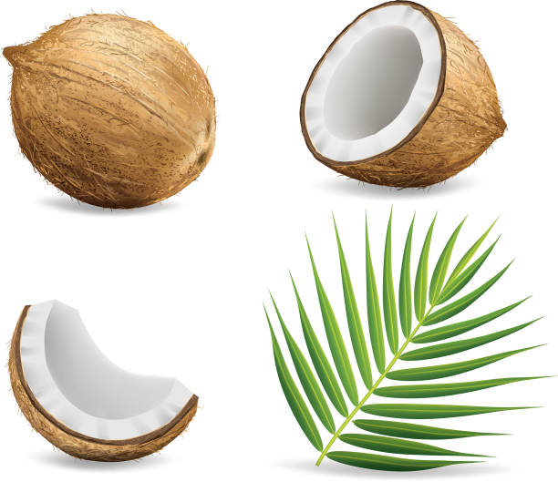ilustrações, clipart, desenhos animados e ícones de cocos isolados no background.illustration branco - coconut