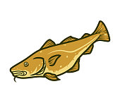 Atlantic cod, Gadus morhua fish - cartoon vector illustration isolated on white background