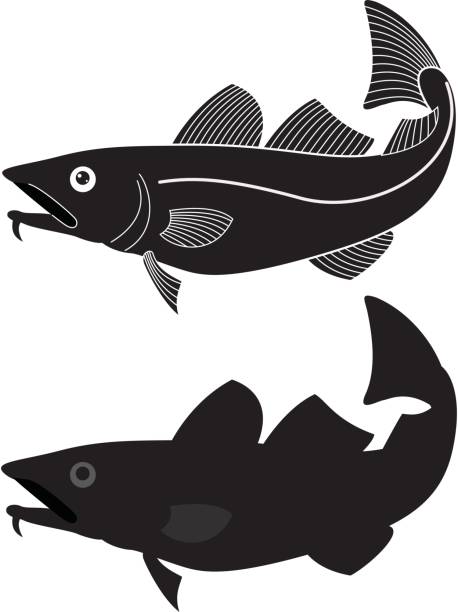 Codfish vector art illustration