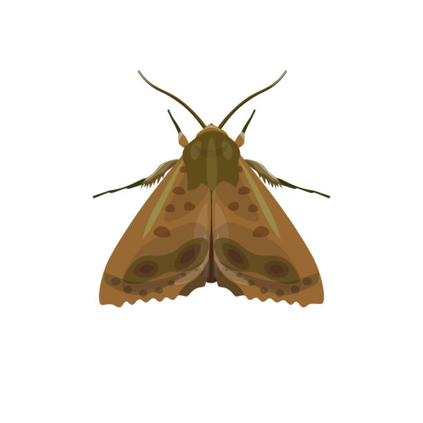 Codling moth vector Codling moth. Vector illustration isolated on white background moth stock illustrations