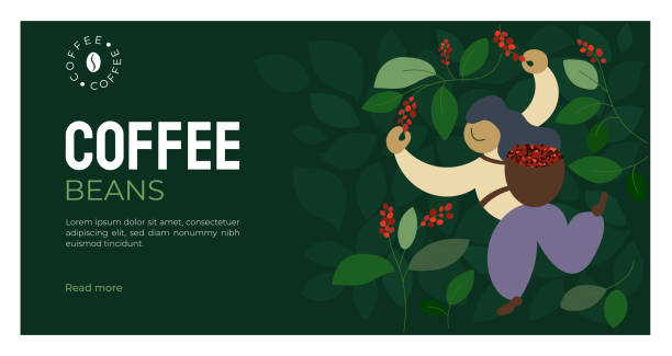 stockillustraties, clipart, cartoons en iconen met koffiebonen sjabloon met picker - coffee illustration plukken