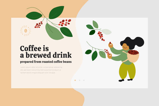 ilustrações de stock, clip art, desenhos animados e ícones de coffee beans template with picker - technology picking agriculture