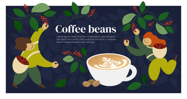 stockillustraties, clipart, cartoons en iconen met koffiebonen sjabloon met plukkers - coffee illustration plukken