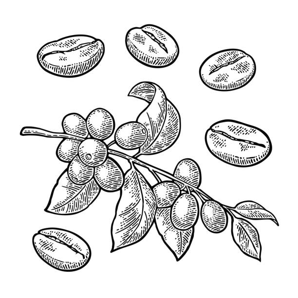 ilustrações de stock, clip art, desenhos animados e ícones de coffee branch with leaf, berry and beans. vintage vector engraving - cafe brasil