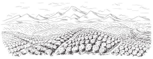 ilustrações, clipart, desenhos animados e ícones de paisagem de plantação de café - plantação