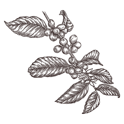 Coffee tree branch, botanical freehand drawing isolated on white background