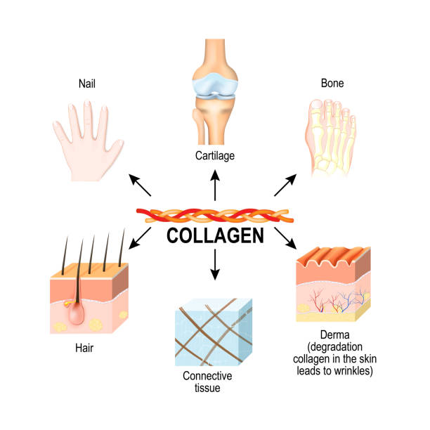 Collagen is the main structural protein in the: connective tissu Collagen is the main structural protein in the: connective tissues, cartilages, bones, nails, derma and hair. Synthesis and types of collagen. Vector illustration for medical, science, and educational use. skincare collagen stock illustrations